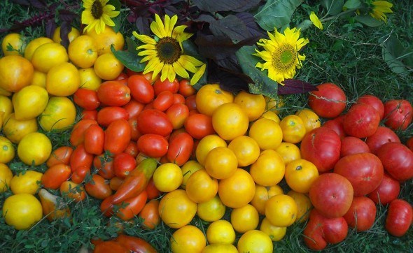 Раз — томат, два — томат. Выращивание, посадка, уход за томатами